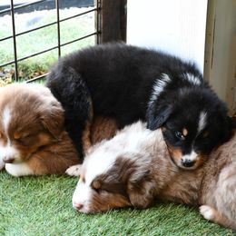Australian Shepherd and Soft Coated Wheaten Terrier Puppies from Ironwood Ridge Kennels