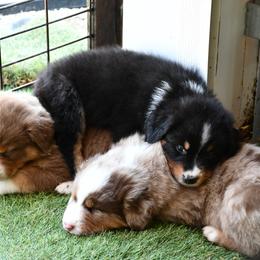 Australian Shepherd and Soft Coated Wheaten Terrier Puppies from Ironwood Ridge Kennels