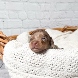 Archie - Dapple male Dachshund puppy in New Albany, Mississippi from Double A. Doxies