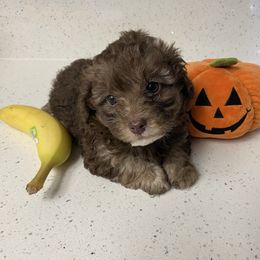 Cocoa - Brown female Poodle puppy in Anaheim, California from Kayla's K9s