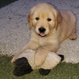 Miss Heather English cream show - Golden female Golden Retriever puppy in Orland, California from Elliott's Elite Puppies