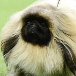 Maltese and Pekingese from Pequest Pekingese & Merri Maltese