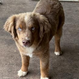 Stetson - Miniature Australian Shepherd