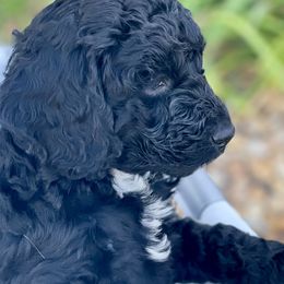 Sheepadoodle Puppies from Tampa Sheepadoodles