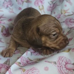 Chocolate based red girl - Red female Dachshund puppy in Georgetown, South Carolina from Hartleys Dachshunds
