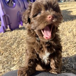 River Chocolate and White Male Available - Chocolate male Havanese puppy in Monahans, Texas from Homeward Havanese, LLC