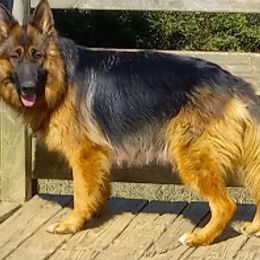 German Shepherd Puppies from Ocoee Valley German Shepherd Dogs