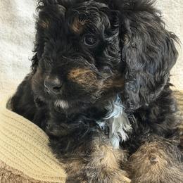 Grayson - Tri-color male Bernedoodle puppy in Phelan, California from PuppyPaws4U