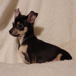 Chihuahuas and Dachshunds from CKH Critters