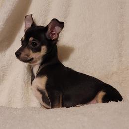 Chihuahuas and Dachshunds from CKH Critters