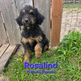Rosalind - Black female Labradoodle puppy in Genoa City, Wisconsin from Sakura Pups