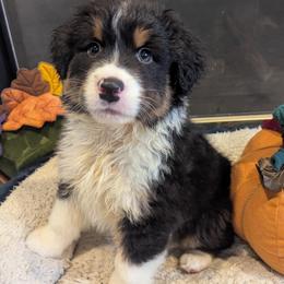 Tator-Tot - Black male Australian Shepherd puppy in Medina, Ohio from Brewedstone Australian Shepherds