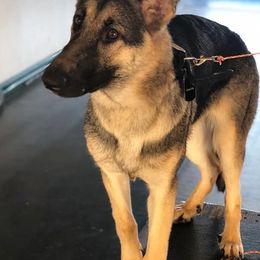 German Shepherds from Vom Feuerlands