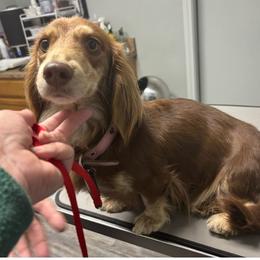 Dolly - Dachshund