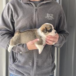 Maddy - Female 2 - Fawn female Pembroke Welsh Corgi puppy in Jefferson, South Carolina from Blue Creek Farms