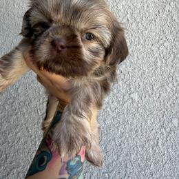 Bear - Liver male Shih Tzu puppy in Bakersfield, California from Little pumpkin Shih Tzu’s