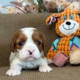 Pippa - Ruby female Cavalier King Charles Spaniel puppy in Yuciapa, California from AlltheDoodlez_
