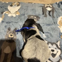 Bronco - Black roan male German Shorthaired Pointer puppy in Jackson, Georgia from Tiner GSP’s LLC