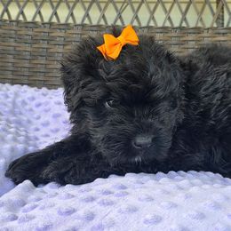 Macie - Black female Bouvier des Flandres puppy in Buffalo, Missouri from Noble Bouviers