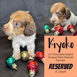 Kiyoko - Piebald female Dachshund puppy in Denham Springs, Louisiana from Rockin’ with Dachshunds