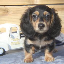 Cinna - Black and cream male Dachshund puppy in Hazlehurst, Georgia from DrakeFire Dachshunds