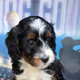 Mae - Tri-color female Bernedoodle puppy in Seymour, Tennessee from Lollie's Doodles