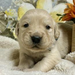 Rainy - Light golden male Golden Retriever puppy in Doniphan, Missouri from Stockford’s Golden Retrievers