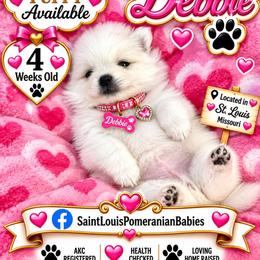 Debbie - White female Pomeranian puppy in St. Louis, Missouri from Saint Louis Pomeranian babies