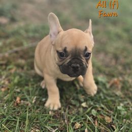 All - Fawn female French Bulldog puppy in East Berlin, Pennsylvania from Stoney Point Frenchies