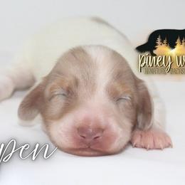 Aspen - Dapple male Dachshund puppy in Linden, Texas from Piney Woods Miniature Dachshunds LLC