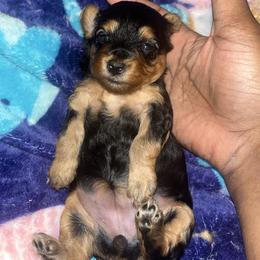 Beatrice 2500 - Black and tan female Yorkipoo puppy in Gastonia, North Carolina from Precious pups dynasty kennel
