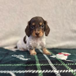 Bear - Piebald male Dachshund puppy in Ceres, California from Rockin' M’s LilBitty Dachshunds (LBD)