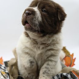 Chinese Shar-Pei Puppies from SNK Shar-Pei