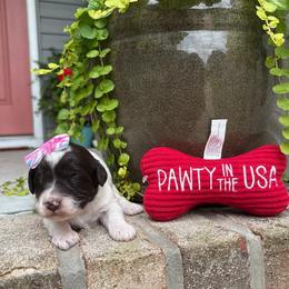 Mama Mia - Parti female Labradoodle puppy in Camden, North Carolina from Oopsie Doodles of NC