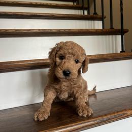 Dallas - Red  female Goldendoodle puppy in New Waverly, Texas from C.P. Puppy Buddies