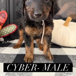 Boy 3 - male Bernedoodle puppy in Apple Valley, California from Doodle Dealers