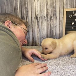 Golden Retriever Puppies from Hearth & Homestead