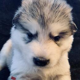Crumpet - Gray and white female Alaskan Malamute puppy in Palmyra, Michigan from Illusion Kennel