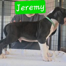Jeremy - Mantle male Great Dane puppy in Longview, Texas from Lazy A Danes