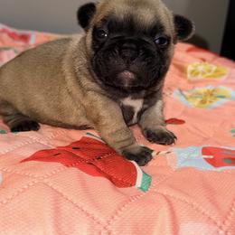 Brownie - Fawn and white female French Bulldog puppy in Omaha, Nebraska from Schoville Bulldogs
