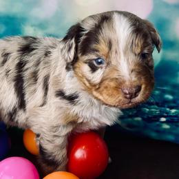 Titan - Red merle male Australian Shepherd puppy in West Union, Iowa from Boundless Hearts Australian Shepherds LLC