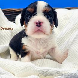 Domino - Tri-color male Cavalier King Charles Spaniel puppy in Tyler, Texas from Kalon Cavaliers