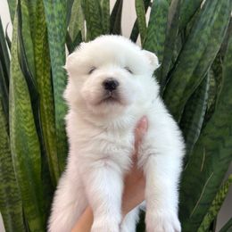 Roux - White female Samoyed puppy in Lafayette, Louisiana from Southern Roux Samoyeds