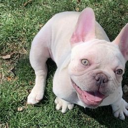 French Bulldogs from Neria's Frenchies