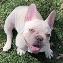 French Bulldogs from Neria's Frenchies