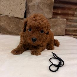 Micro mini boy Black Collar - Red  male Goldendoodle puppy in Cullman, Alabama from My Awesome Rover