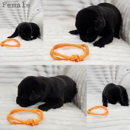 Orange Collar - Female - Black female Labrador Retriever puppy in Boyd, Minnesota from Lindley Labradors