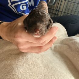 Chocolate Female (white stripe) - Brown female Poodle puppy in Mendenhall, Mississippi from Red Bayou Kennels, LLC