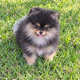 Blk n tan - Black and tan male Pomeranian puppy in Fayetteville, North Carolina from Tar-heel Poms