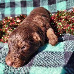 Rasin - Liver male German Shepherd puppy in Los Lunas, New Mexico from Mali's German Shepherds